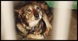 New Law Says Animal Abusers Will Finally Be Treated On The Same Level As Sex Offenders