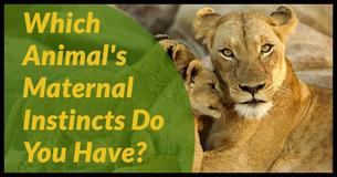 Which Animal's Maternal Instincts Do You Have?
