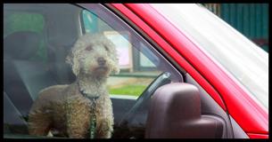 Here's 5 Things You Need To Know Before Rescuing A Pet From A Hot Car This Summer