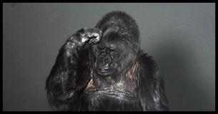 Koko The Gorilla Left A Bold Message For Humankind Before She Passed Away