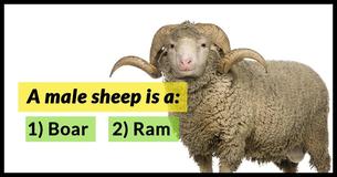 Even People With A PhD Cannot Pass This Basic Animal Vocabulary Test