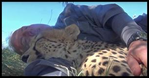 A Man Was Taking A Nap When A Cheetah Appeared And Did Something Completely Strange