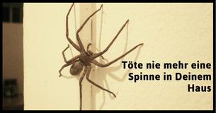 Warum Du niemals Spinnen in Deinem Haus töten solltest