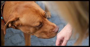 La recherche confirme ce que nous savions depuis le début: les chiens peuvent vraiment renifler la différence entre les mauvaises et bonnes personnes                                        
                                    