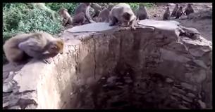 These Adorable Monkeys Show True Heroism When They Rescue A Leopard That Is About To Drown