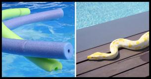 Get Rid Of Your Pool Noodles Immediately - Snakes Might Be Hiding In Them 
