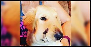 Brave Golden Retriever Saves Owner From Rattlesnake Bite