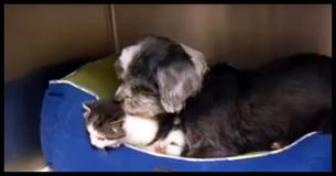 Rescuers Find A Dog Nursing An Abandoned Kitten Deep In A Ravine