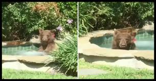 This Bear That Chills In A Jacuzzi Before Drinking A Margarita And Taking A 2-Hour Nap Is The Hero 2018 Deserves