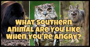 What Southern Animal Are You Like When You're Angry?