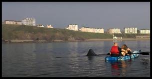 Watch This Group Of Kayakers Get Up-Close And Personal With One Of The World's Largest Fish