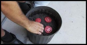 Hör auf, Tomaten zu kaufen. So kannst Du einen endlosen Vorrat von ihnen ernten
