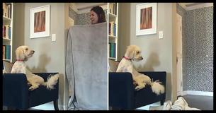 People Have Been Tricking Dogs In Viral 'What The Fluff' Challenge, And It's Just As Funny As It Is Sad