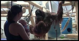 Orangutan Spots Tiny Baby Through A Window Leaving These Parents Amazed By Its Response