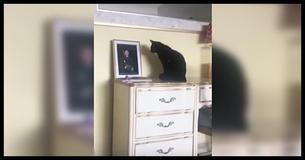 Black Cat Won't Stop Staring At Photo Of Navy Son Until Mom Figures Out The Heartbreaking Truth Why