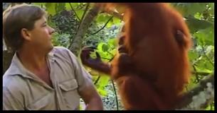Steve Irwin Sits In Tree Near Mama Orangutan But When She Spots Him, Next Move With Baby Quickly Goes Viral