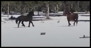 Wild Horse Was Reunited With His True Love - What Happened 1 Week Later Shocked His Owner