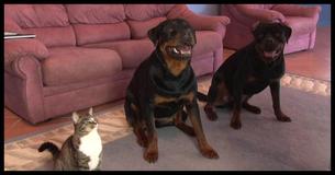 This Adorable Cat Started Mimicking A Famous Dog Trick And We're All Lucky Her Dad Caught The Moment On Film