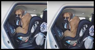 Nacho Leaves The Internet Cracking Up At His Reaction To Mom Telling Him To Get In The Car