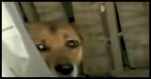 Woman Hears Crying, Follows It To Find A Human Baby Hidden In A Litter Of Stray Pups