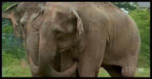 This Heartfelt Reunion Between Two Former Circus Elephants Separated For Decades Will Make Your Eyes Water