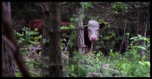 When This Cow Escaped A Slaughterhouse, These Unlikely Animals Came To Her Rescue