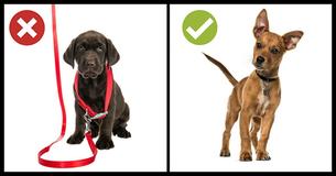 12 Ways You Might Be Unintentionally Hurting Your Dog