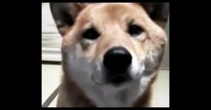 Mom Asks Dog To ‘Bark Softly’- What He Does Next Has The Internet Cracking Up