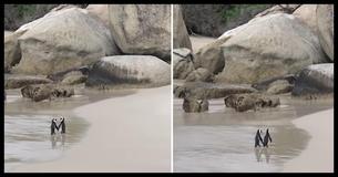 These Adorable Penguins In Love Strolling Along The Beach Have Captured Our Hearts