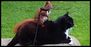 After This Man Rescues A Baby Squirrel From His Yard, An Unlikely Pet Adopts It - His Cat