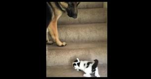 This Dog Helping A Tiny Kitten Go Upstairs Is The Best Thing You'll See Today