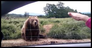 Une femme en voiture fait un geste d'au revoir à l'ours, et il réagit de façon hilarante et parfaite.                                        
                                    