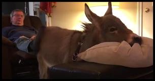 This Confused Little Donkey Has No Idea What He Is, And It Has The Internet Cracking Up