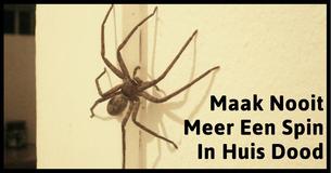 Waarom Je Spinnen In Je Huis Nooit Moet Doden