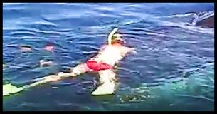 After A Family Rescues A Dying Humpback Whale, They Are Amazed By Her Incredible 'Thank You'