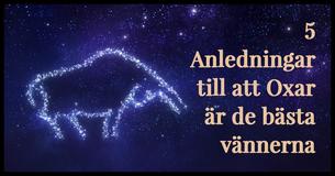 5 Anledningar Till Att Oxen Är Den Bästa Vännen