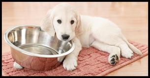 Dogs Use 19 Signals To Let Us Know What They Need