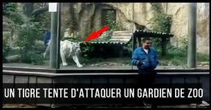 Un tigre blanc poursuit un gardien de zoo qui ne se doute de rien