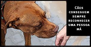 Cães conseguem reconhecer uma pessoa má e a ciência confirma isso