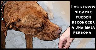 Los perros pueden reconocer a una mala persona y la ciencia lo confirma