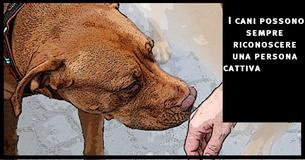  I cani riconoscono una persona cattiva e la scienza lo conferma                                       
                                    
