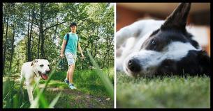 Important PSA: Pet Owners Warned To Not Walk Their Dogs On A Hot Day
