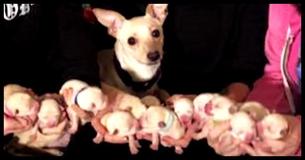 Foster Mom Worried About Chihuahua's Big Belly Wakes Up To Record-Breaking Gift
