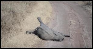 Questo piccolo elefante fa i capricci come un bambino e gli adulti del branco lo ignorano                 
                                    