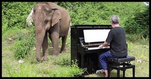 Man Plays Piano For Blind Elephant - Your Jaw Will Drop When You See What She Does Next