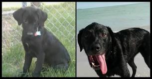 This Man Lost His Best Friend After A Day At The Beach - Don't Let It Happen To You, Too
