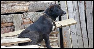 One State At A Time: New Animal Cruelty Laws Are Protecting Dogs From The Summer Heat