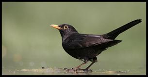 Welche Vogelart ist auf dem Bild zu sehen?