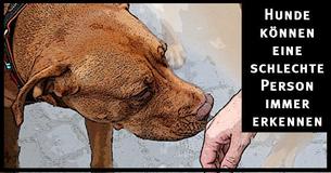 Hunde können einen schlechten Menschen erkennen und die Wissenschaft bestätigt dies