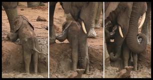 A Whole Herd Of Elephants Bands Together To Help A Baby Elephant Trapped In A Pit